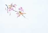 223-4 四季紙富久寿尺3 桜